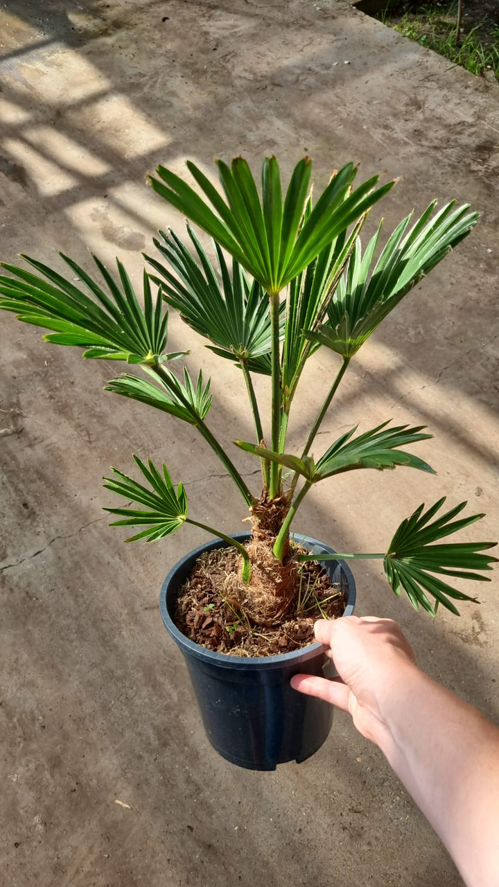 Trachycarpus wagnerianus