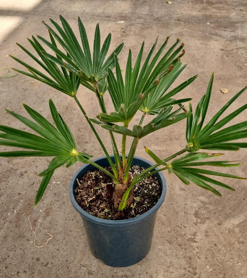 Trachycarpus wagnerianus 17cm / 2L Plants - Outdoor GROW TROPICALS