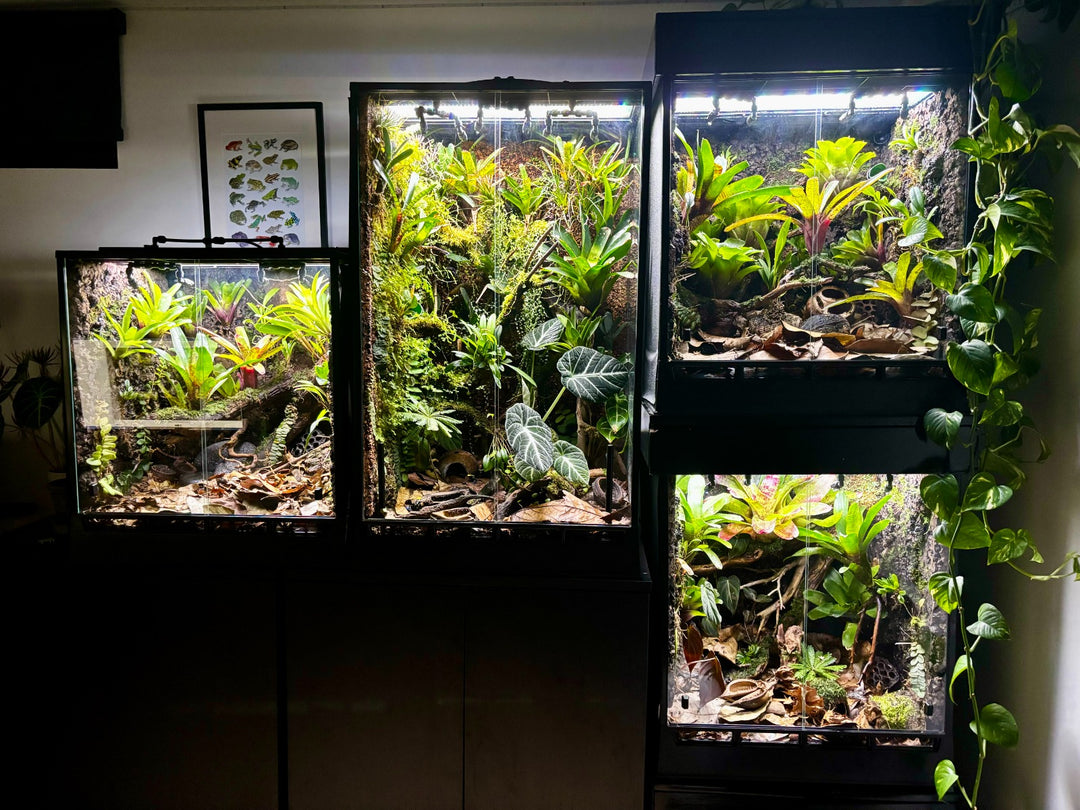 InSitu Ecosystems ALTO - GROW TROPICALS