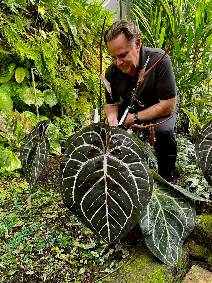 Anthurium Michelle® by DocBlock® Plants DocBlock