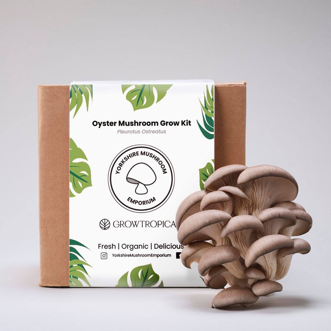 YME x Growtropicals Grey Oyster Mushroom Kits - GROW TROPICALS