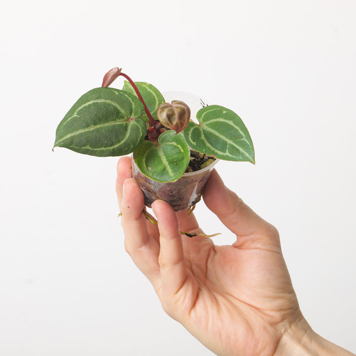 Anthurium (Zara x Michelle) xSelf #84 Plants GrowTropicals