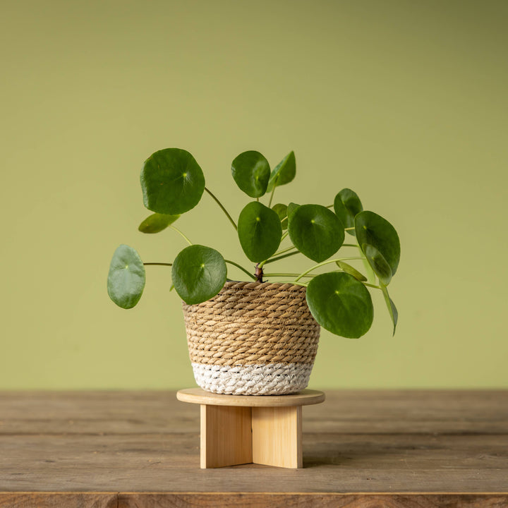 FSC® Certified Bamboo Plant Stands – Minimalist Wooden Plant Risers Pots & Planters Fallen Fruits Ltd