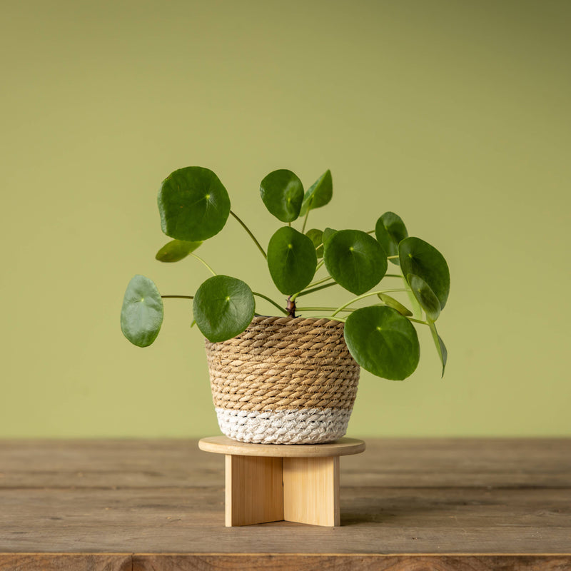 FSC® Certified Bamboo Plant Stands – Minimalist Wooden Plant Risers — Small