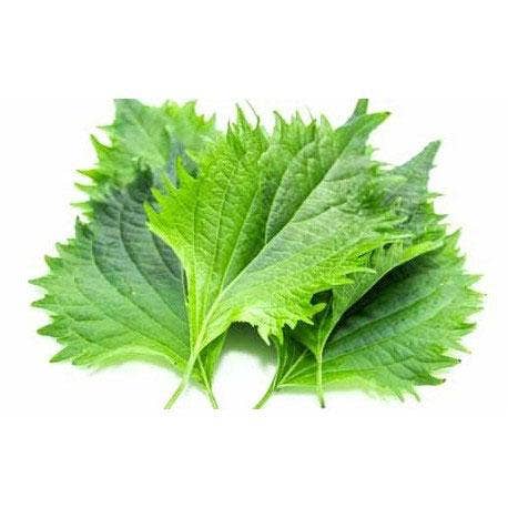 Shiso 'Red and Green Mix' Seeds — Default Title