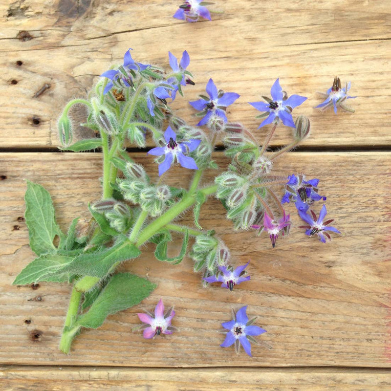 Borage 'Blue and White Mix' Seeds — Default Title