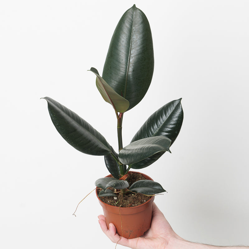 Ficus elastica 'Abidjan' Plants GrowTropicals