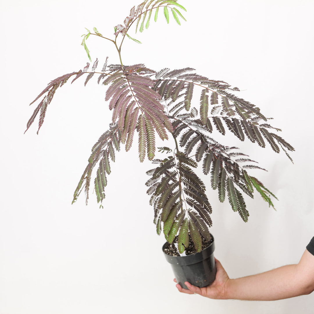 Albizia julibrissin 'Summer Chocolate' 17cm / 2L Plants - Outdoor GROW TROPICALS