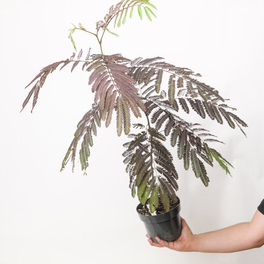 Albizia julibrissin 'Summer Chocolate' 17cm / 2L Plants - Outdoor GROW TROPICALS