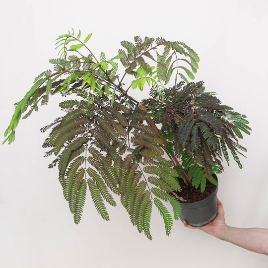 Albizia julibrissin 'Summer Chocolate' Plants - Outdoor GROW TROPICALS