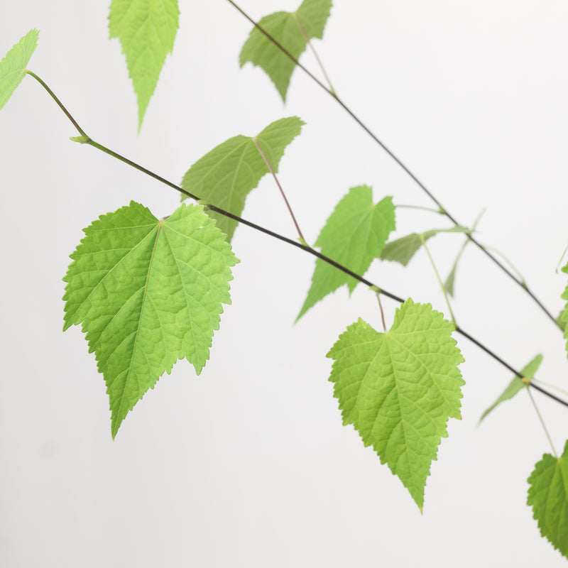 Abutilon 'Patrick Synge' Plants - Outdoor GROW TROPICALS