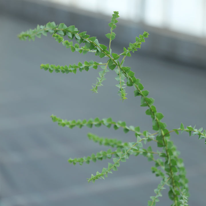 Acacia pravissima