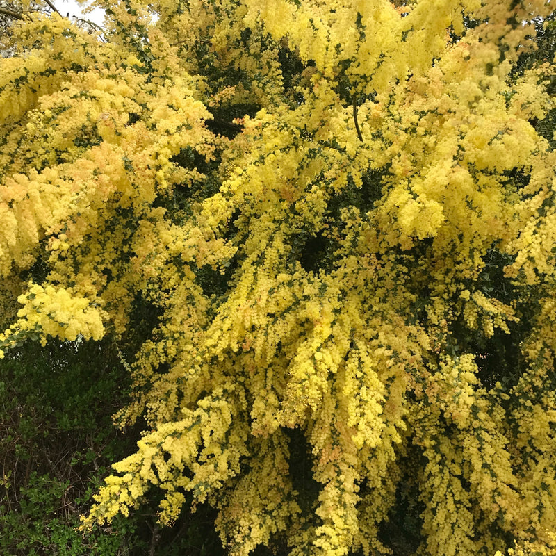 Acacia pravissima Plants - Outdoor GROW TROPICALS