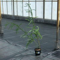 Acacia pravissima