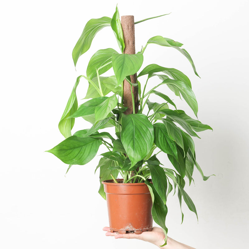 Monstera acacoyaguensis 17cm (Moss Pole) Plants GrowTropicals