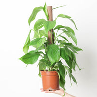 Monstera acacoyaguensis