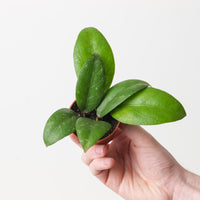 Hoya sp Aceh