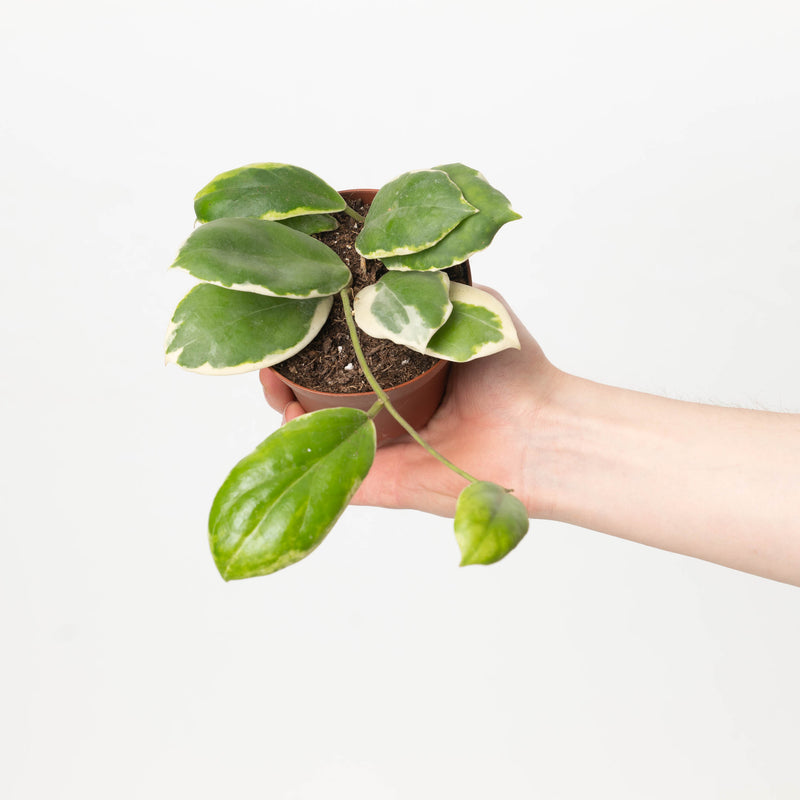 Hoya verticillata 'Outer Variegated' | Hoya Acuta Albo Plants GrowTropicals