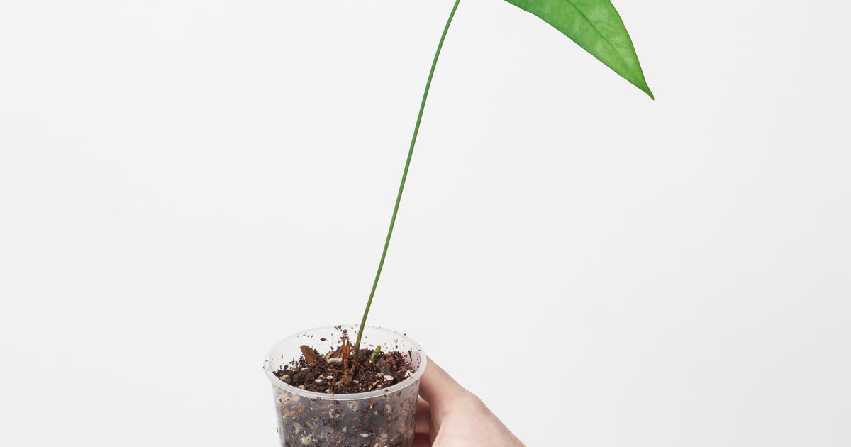 Anthurium acutum | Plants