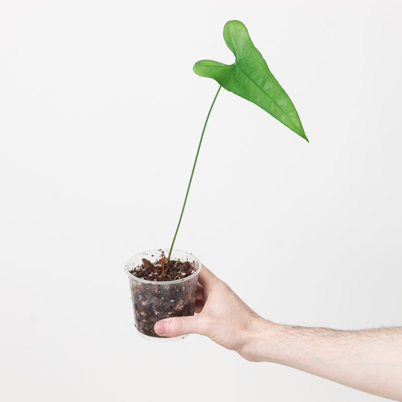 Anthurium acutum Plants GrowTropicals