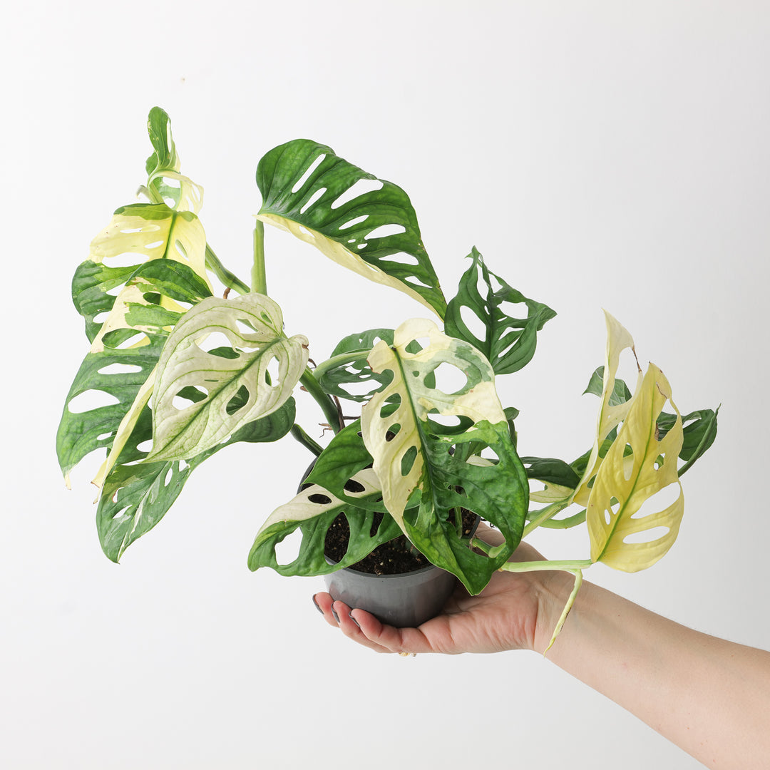 Monstera adansonii 'Variegated' - GROW TROPICALS