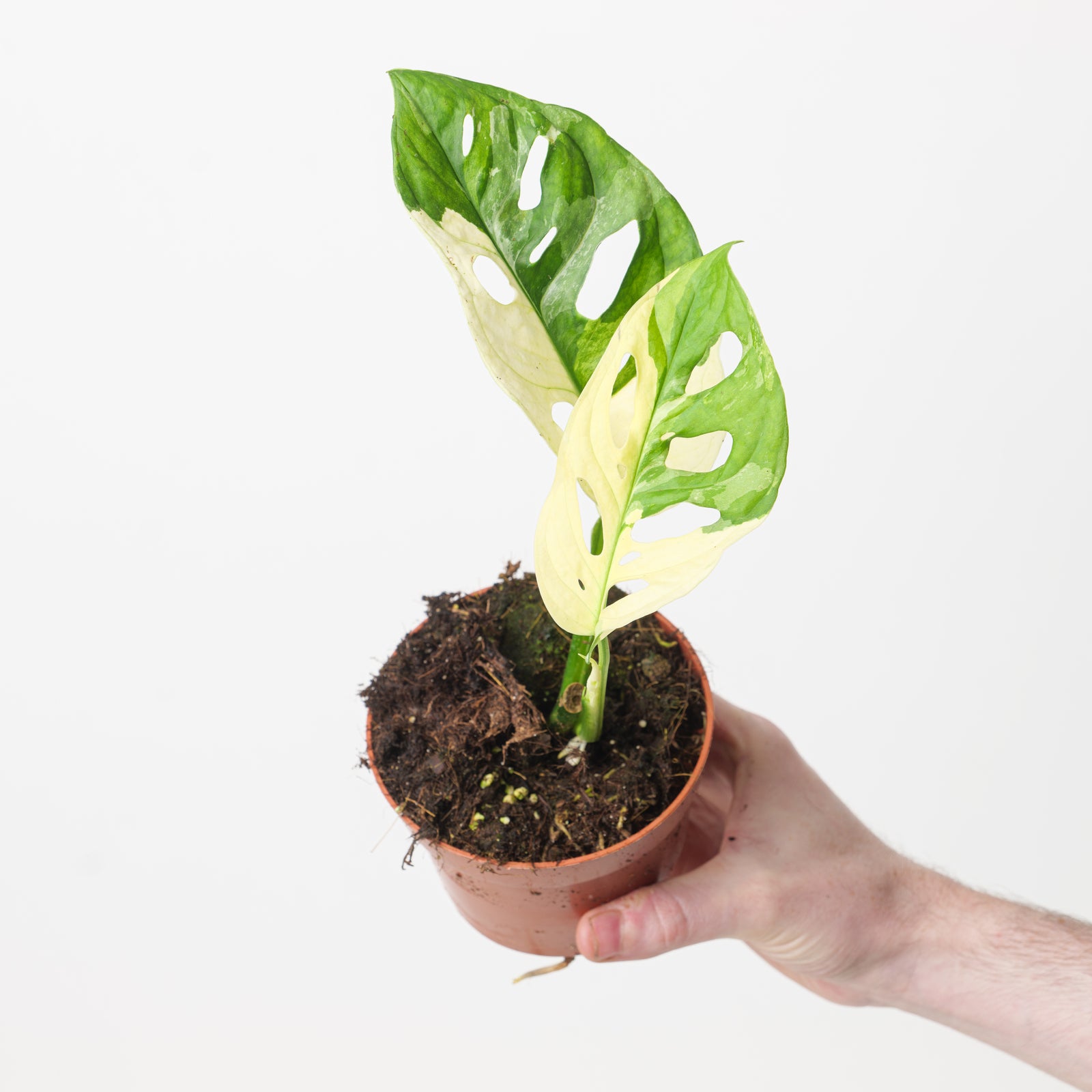 Monstera adansonii 'Variegated' | Plants | GrowTropicals.com