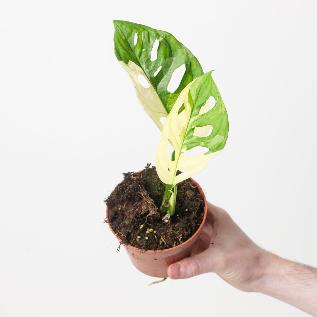 Monstera adansonii 'Variegated' - GROW TROPICALS