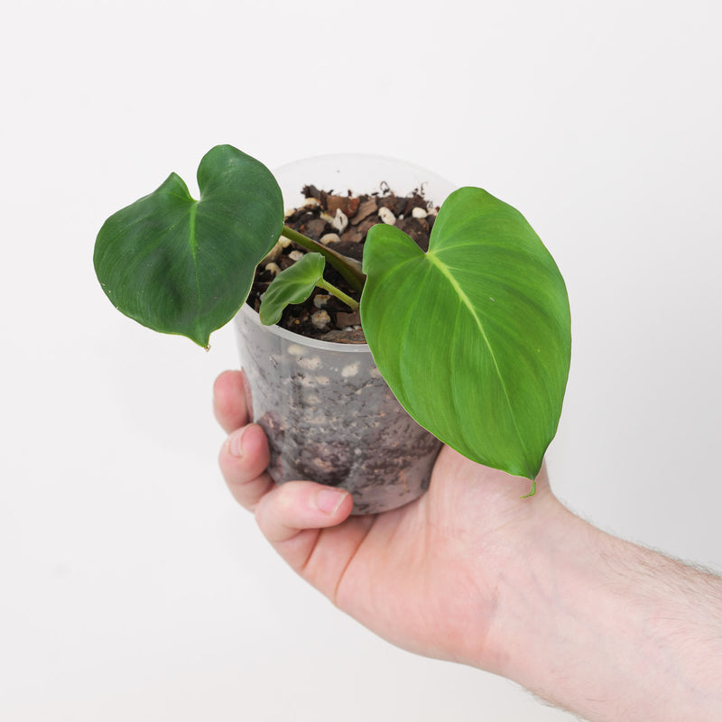 Adelonema sp. Plants GrowTropicals