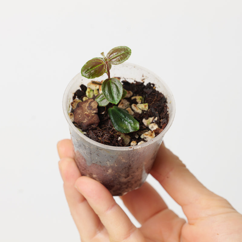 Adelobotrys sp. | Vining Melastome 6cm Plants GrowTropicals