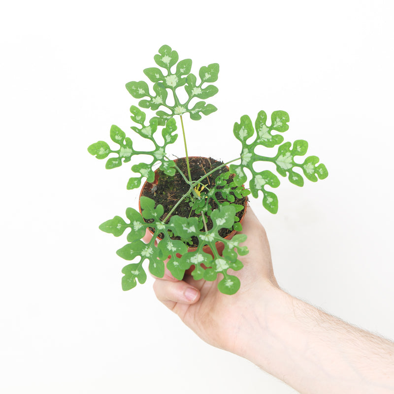Adenia perrieri Plants GrowTropicals