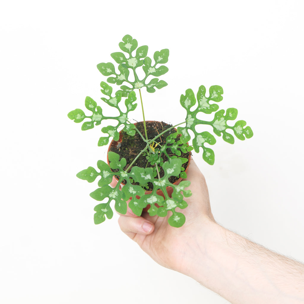 Adenia perrieri | Grow Tropicals