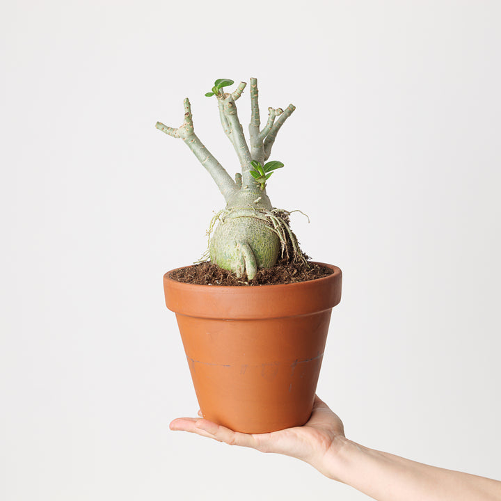 Adenium Obesum | Desert Rose - GROW TROPICALS