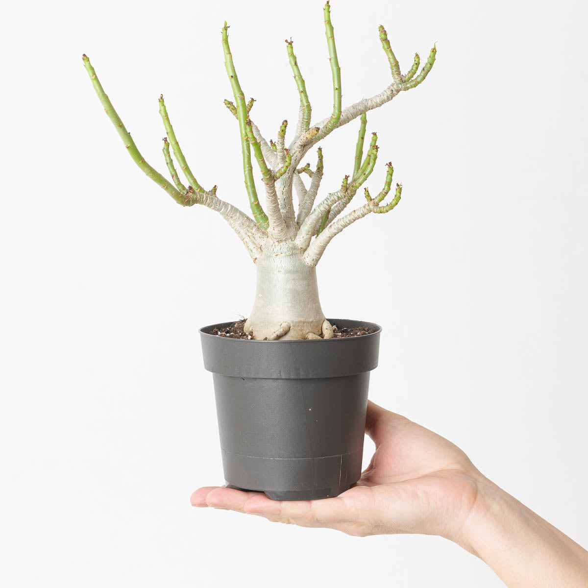 baobab house plant Adenium arabicum 'Baobab'