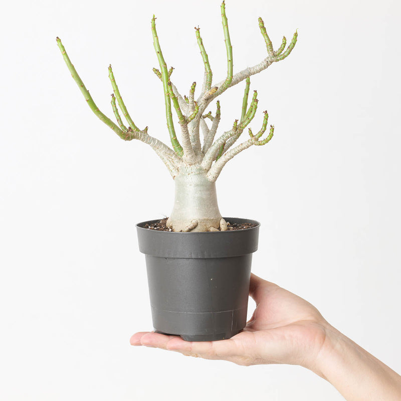 Adenium arabicum 'Baobab' 12cm Plants GrowTropicals
