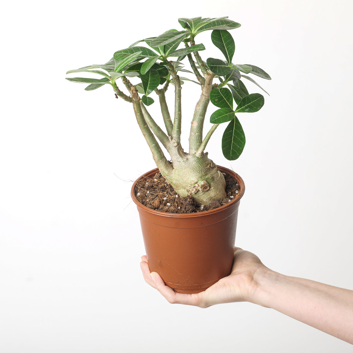 is adenium an indoor plant Adenium Obesum