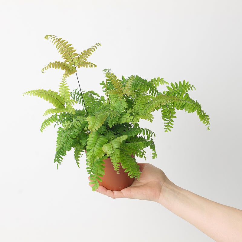 Adiantum tenerum 'Scutum Roseum' | Pink Maidenhair Fern Plants GrowTropicals