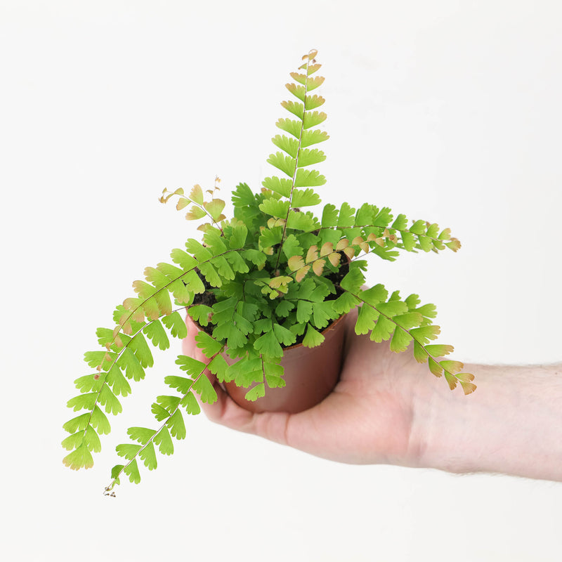 Adiantum Caudatum 8.5cm Plants GrowTropicals