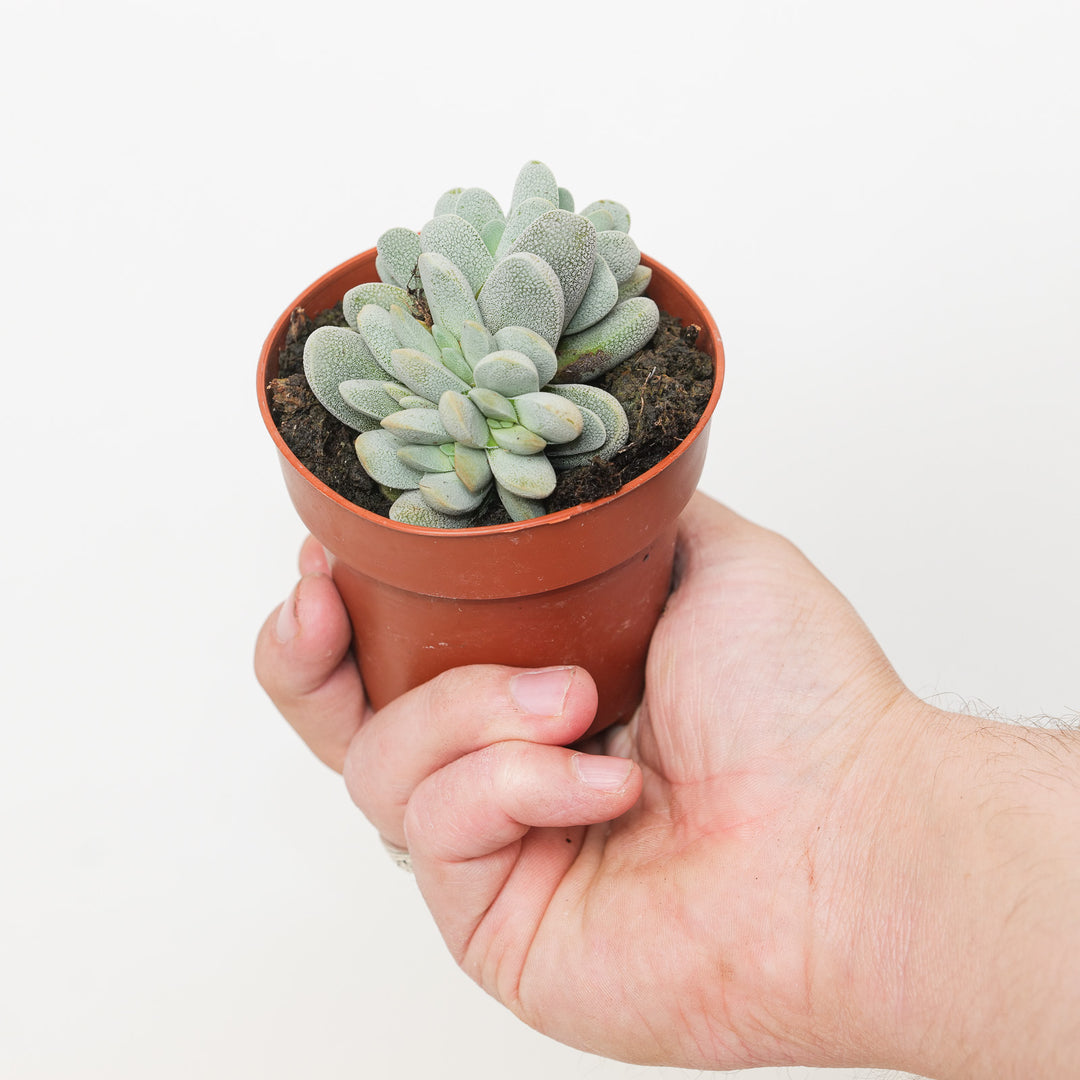 Adromischus alstonii