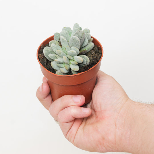 Adromischus alstonii Plants GrowTropicals