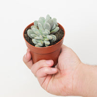 Adromischus alstonii