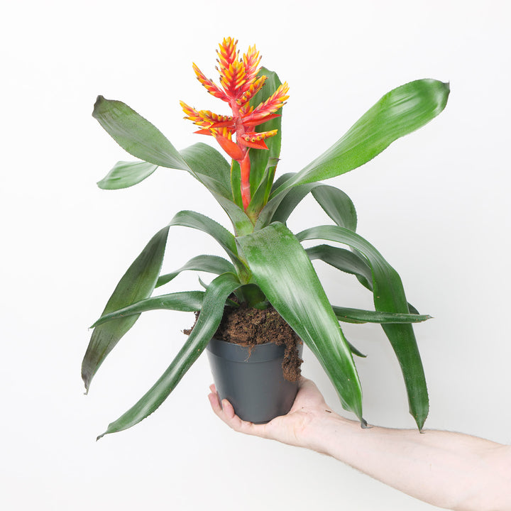 Aechmea pepita 'Elegant Flame' Plants GrowTropicals
