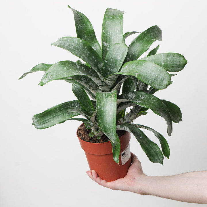 Aechmea fasciata | Urn Plant 15cm Plants GrowTropicals