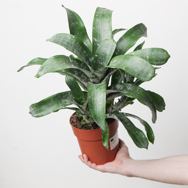 Aechmea fasciata | Urn Plant — 15cm