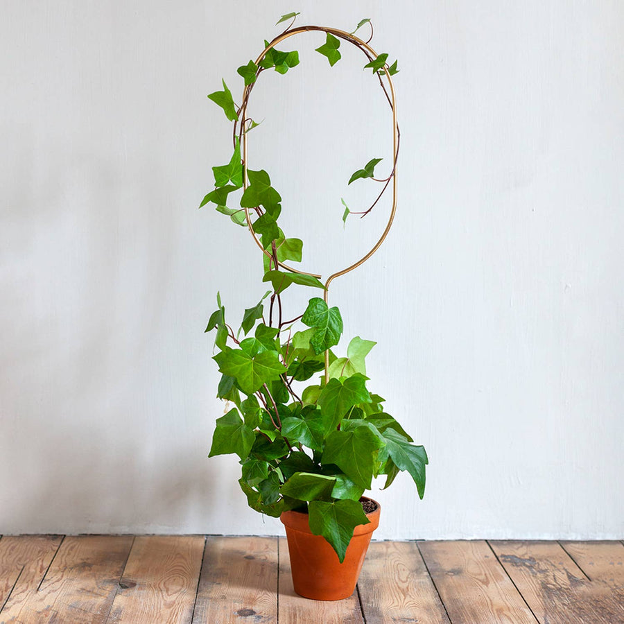Golden Plant Stake – Arch Plant Support Botanopia - gifts , decor and cards for plant lovers
