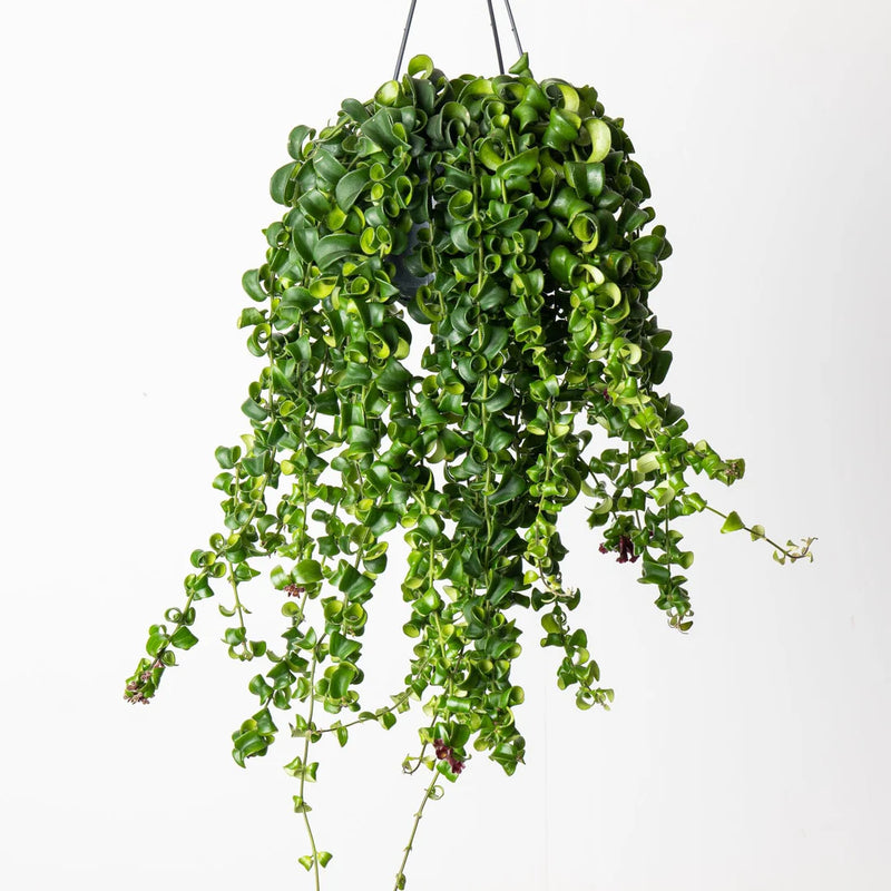 Pet Safe Bundle Plant Bundle GrowTropicals