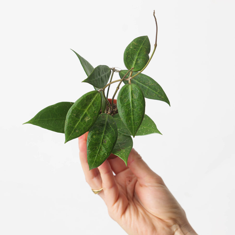 Hoya aff. verticillata 'Black Edge' - GROW TROPICALS