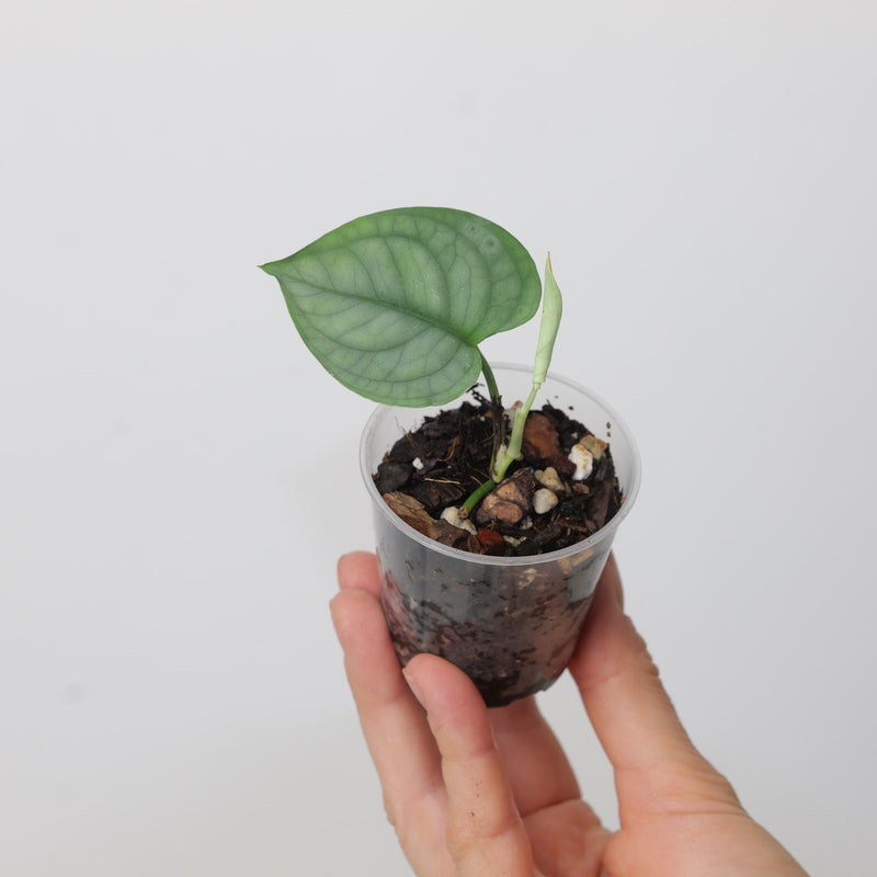 Anadendrum affine (a.k.a. 'Scindapsus luscens') Plants GrowTropicals