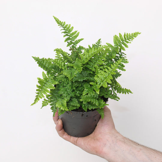Dryopteris affinis 'Crispa' Plants - Outdoor GROW TROPICALS