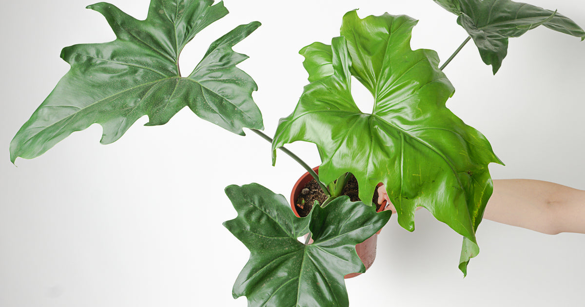 african fantasy philodendron Philodendron 'African Fantasy' | Thaumatophyllum 'African Fantasy' | Plants