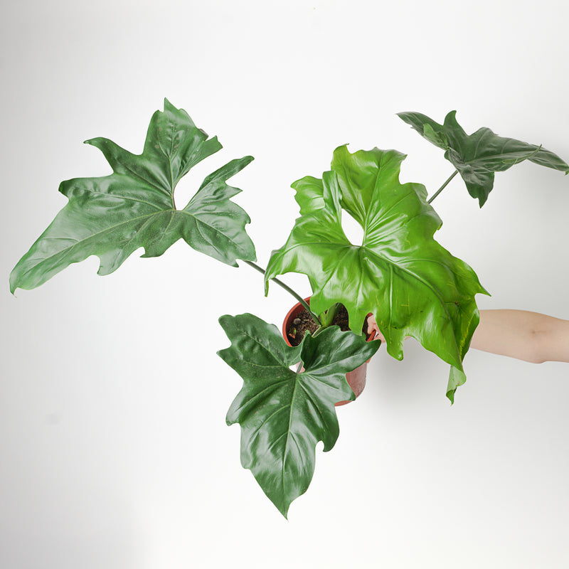 Philodendron 'African Fantasy' | Thaumatophyllum 'African Fantasy' Plants GrowTropicals
